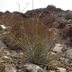 Deverra juncea