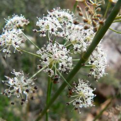 Deverra scoparia