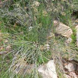 Deverra scoparia