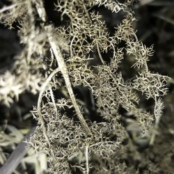 Elaeoselinum meoides