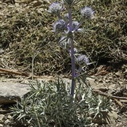 Eryngium bourgatii