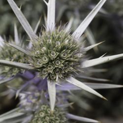 Eryngium bourgatii