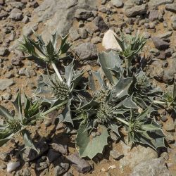 Eryngium ilicifolium