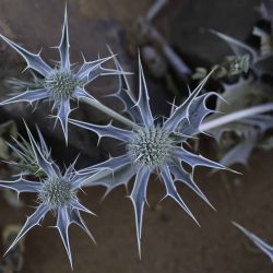 Eryngium ilicifolium