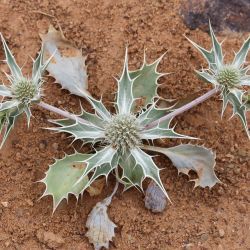 Eryngium ilicifolium