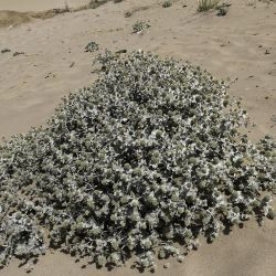 Eryngium maritimum