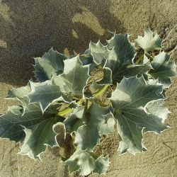 Eryngium maritimum