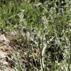 Eryngium maroccanum