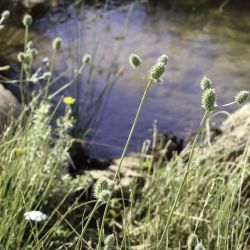 Eryngium maroccanum