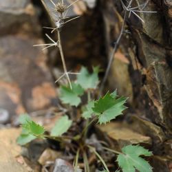 Eryngium tricuspidatum