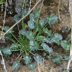 Eryngium variifolium