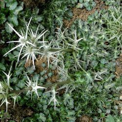 Eryngium variifolium