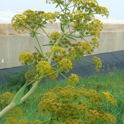 Ferula communis