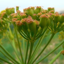 Ferula communis