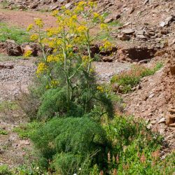 Ferula gouliminensis