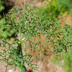 Ferula gouliminensis