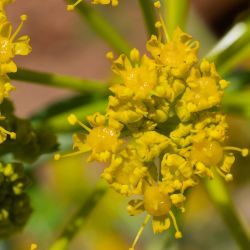 Ferula gouliminensis