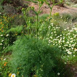 Apiaceae