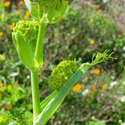 Ferula gouliminensis
