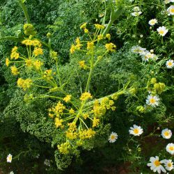 Ferula gouliminensis
