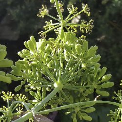Ferula tingitana