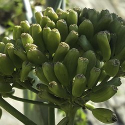 Ferula tingitana