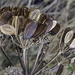 Ferula tingitana