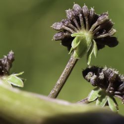 Helosciadium nodiflorum