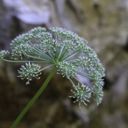 Imperatoria hispanica