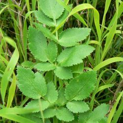 Kundmannia sicula