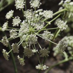 Libanotis pyrenaica subsp. atlantica