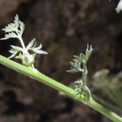 Libanotis pyrenaica subsp. atlantica