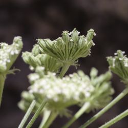 Libanotis pyrenaica subsp. atlantica