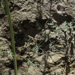 Libanotis pyrenaica subsp. atlanticum