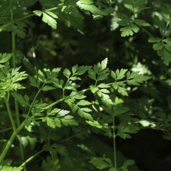 Oenanthe crocata
