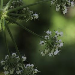 Oenanthe crocata