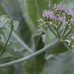 Oenanthe crocata