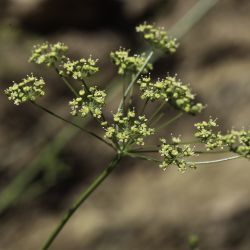 Petroselinum crispum subsp. giganteum