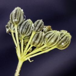 Petroselinum crispum subsp. giganteum