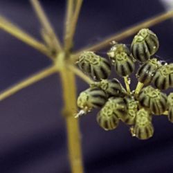 Petroselinum crispum subsp. giganteum