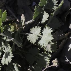Pimpinella tragium subsp. lithophila