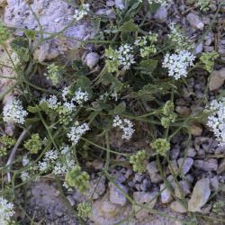 Pimpinella tragium subsp. lithophila