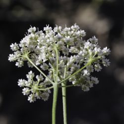 Pimpinella tragium subsp. lithophila