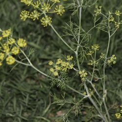 Ridolfia segetum
