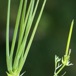 Scandix pecten veneris L. subsp. pecten veneris