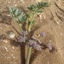 Sclerosciadium nodiflorum