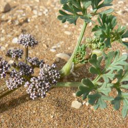 Sclerosciadium nodiflorum