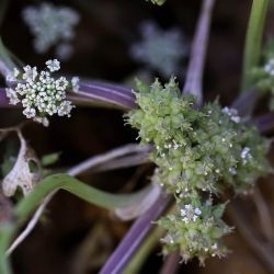 Sclerosciadium nodiflorum