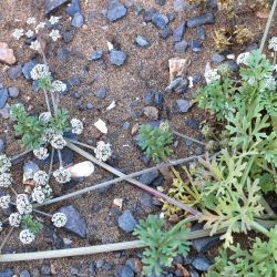 Sclerosciadium nodiflorum