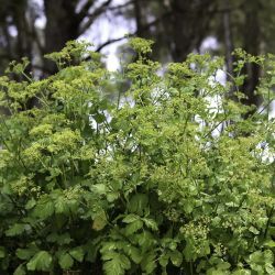 Smyrnium olusatrum